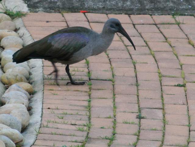 Hadeda Ibis ("Har-Dee-Dar")